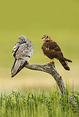 Montagu's Harrier (Circus pygargus) couple on a branch, Spain