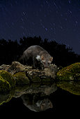Marten (Martes foina) and its reflection under the stars, Spain