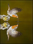 European Robin (Erithacus rubecula) drinking and reflection, Spain