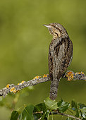 Eurasian wryneck (Jynx torquilla) on a branch, Spain