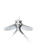 Mayfly (Ephemera glaucops) and its double on white background