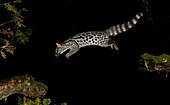 Common Genette (Genetta genetta) jumping from branch to branch at night, Spain