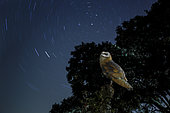 Barn Owl (Tyto alba) observing the rotation of stars, Spain