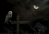 Barn Owl (Tyto alba) on a cross at night and moon, Spain