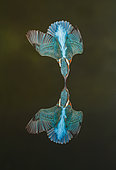 Common Kingfisher (Alcedo atthis) in dive flight and reflection, Salamanca, Castilla y León, Spain