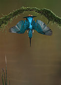 Common Kingfisher (Alcedo atthis) in dive flight, Salamanca, Castilla y León, Spain