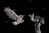 Little Owls (Athene noctua) landing at night, Salamanca, Castilla y León, Spain