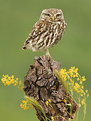 Little Owl (Athene noctua) on stump, Salamanca, Castilla y León, Spain