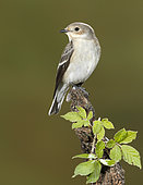 European Pied Flycatcher (Ficedula hypoleuca) on a branch, Spain