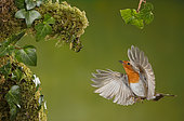 European Robin (Erithacus rubecula) in flight, Spain