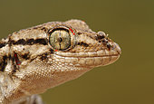 Moorish Wall Gecko (Tarentola mauritanica) with Ant on the muzzle and Parasites on the eyelid, Spain