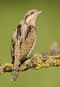 Eurasian wryneck (Jynx torquilla) on a branch, Spain