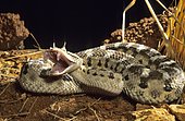 Desert horned viper (Cerastes cerastes) Biting, Ouarzazate, Morocco