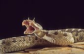 Desert horned viper (Cerastes cerastes) Biting, Ouarzazate, Morocco