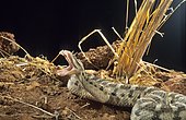 Desert horned viper (Cerastes cerastes) Biting, Ouarzazate, Morocco