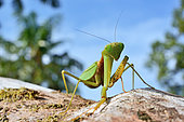 Giant Asian Mantis (Hierodula sp)