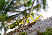 Giant Asian Mantis (Hierodula sp)