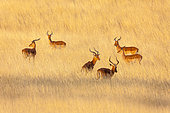 Impala (Aepyceros melampus) bucks in the savannah, Kenya