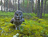Great Gray Owl (Strix nebulosa) flooring, Finland