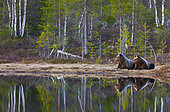 Brown bears (Ursus arctos arctos) lying at the water's edge, Finland