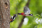 Great Spotted Woodpecker (Dendrocopos major) feeding into a cavity in the spring, Canton of Geneva, Switzerland.