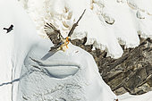 Bearded Vulture (Gypaetus barbatus) seeking a bone in the snow, Alps, Switzerland.