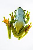 Palmar tree frog (Hypsiboas pellucens) on white background, Chocó colombiano (Ecuador)