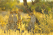 Cheetah (Acinonyx jubatus) female with her young in search of prey at sunrise, Kalahari desert, Kgalagadi, South Africa