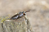 Leaf-cutting cuckoo bee (Coelioxys brevis) female sun bathing, Pays de Loire, France