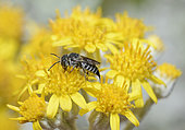 Leaf-cutting Cuckoo bee (Coelioxys echinata) female on flower, bee parasite of megachile, Pays de Loire, France