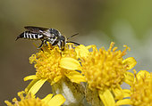 Leaf-cutting Cuckoo bee (Coelioxys echinata) female on flower, bee parasite of megachile, Pays de Loire, France