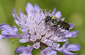 Leaf-cutting Cuckoo bee (Coelioxys echinata) male on flower, bee parasite of megachile, Pays de Loire, France