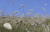 Harestail grass (Lagurus ovatus) with European beewolf (Philanthus triangulum) inlay, dune of the seaside