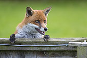 Red fox (Vulpes vulpes) Fox looking over a fence, England, Autumn