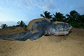 Leatherback turtle (Dermochelys coriacea) laying on a beach, French Guiana