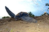 Leatherback turtle (Dermochelys coriacea) laying on a beach, French Guiana