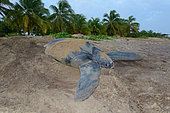 Leatherback turtle (Dermochelys coriacea) laying on a beach, French Guiana
