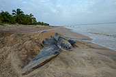Leatherback turtle (Dermochelys coriacea) laying on a beach, French Guiana
