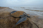 Leatherback turtle (Dermochelys coriacea) laying on a beach, French Guiana