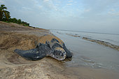 Leatherback turtle (Dermochelys coriacea) back to sea after laying on a beach, French Guiana