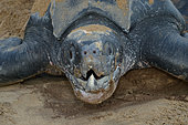 Portrait of Leatherback turtle (Dermochelys coriacea) on a beach, French Guiana