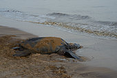 Leatherback turtle (Dermochelys coriacea) back to sea after laying on a beach, French Guiana