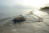 Leatherback turtle (Dermochelys coriacea) back to sea after laying on a beach, French Guiana