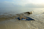 Leatherback turtle (Dermochelys coriacea) back to sea after laying on a beach, French Guiana