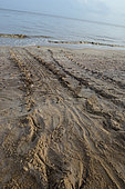 Leatherback turtle (Dermochelys coriacea), Traces left on the sand when returning to the sea after laying on a beach, French Guiana