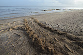 Leatherback turtle (Dermochelys coriacea), Traces left on the sand when returning to the sea after laying on a beach, French Guiana