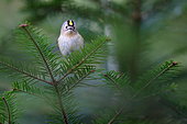 Roitelet huppé (Regulus regulus) sur conifère dans une vieille foret Vosgienne, France