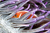 Pink-clownfish (Amphiprion perideraion), Siladen, North Sulawesi, Indonesie