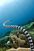 Banded sea krait (Laticauda laticaudata), Siladen, North Sulawesi, Indonesia