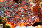 Portrait of Scorpionfish (Scorpaenopsis sp) in reef, Gangga island, North Sulawesi, Indonesia